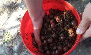 Sulimanu 29 - 31 august 2014